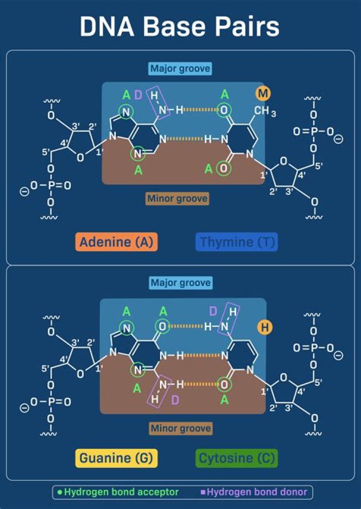 How many base pairs are in tRNA?