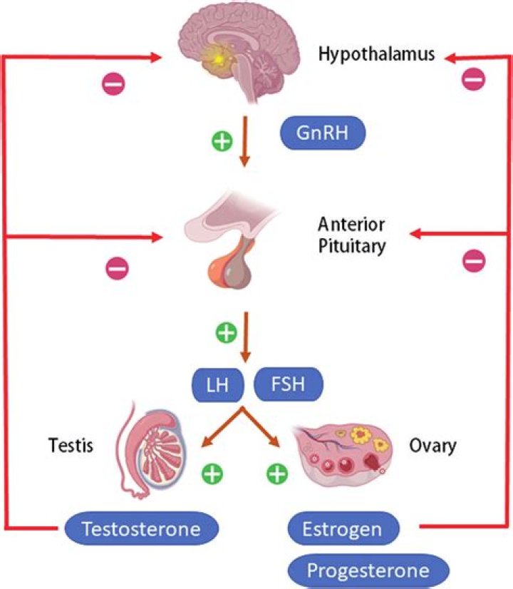 What are the functions of GnRH FSH LH estrogen and progesterone?