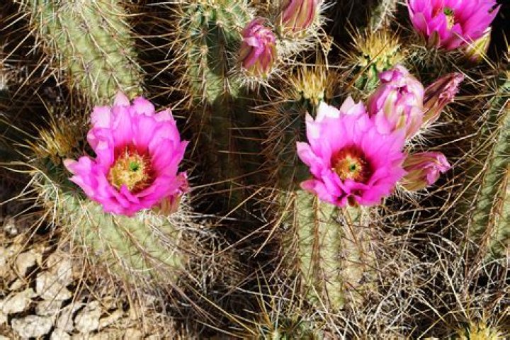 What is a cactus with pink spikes called?